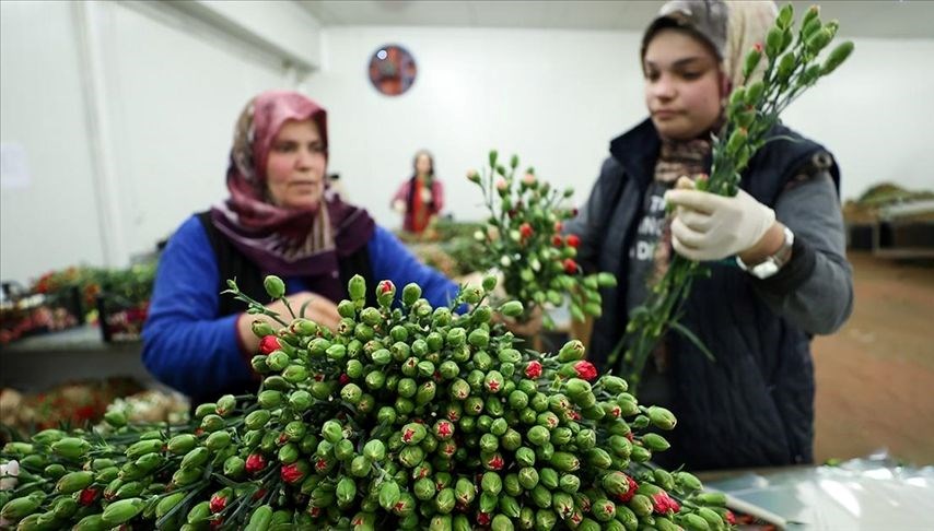 Türkiye’den 7 milyon dolarlık çiçek ihracatı